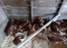 Hi brid Goldline female pullets