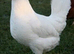 Point of lay vaccinated pullets