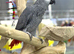 African grey talking parrot
