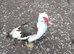Muscovy Drakes