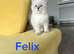 Beautiful Pure Breed Siberian Kittens!