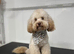F1 Adorable Maltipoo puppies