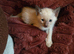 Pedigree,  registered,  outstanding pedigree lines  Tonkinese boys