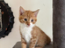 British shorthair ragdoll