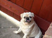 2 male pugs
