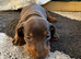 Puppy&rsquo;s