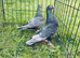 Colour racing pigeons