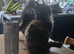 Cute Kitty