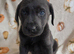 Beautiful silver and charcoal lab puppies