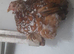 2 pekin bantam hens