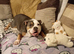 Female English bulldog