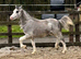 Flashy 2025 Colt by Dyfed Rhodri