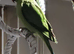 Ringneck/cage