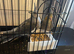 2 Beautiful cockatiels looking for a new home