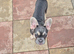 KC Registered Female French Bulldogs