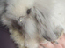 Teddywidder seal point girl