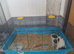 Female guinea pig + cage + food