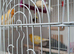 Hens for sale 3