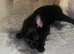Chipoo
