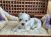 Only 1 puppy left now KC registered Lhasa Apso Puppies