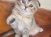 Gorgeous Scottish Fold Kittens