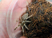 5 x Vitalius Chromatus &pound;30 + &pound;6 postage