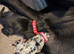 Black Girl Daniff Puppies. Great Dane x Mastiff