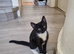 Black and Tuxedo Kittens