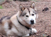 Siberian husky x Malamute (Looking for forever home)