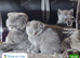 Scottish straight kitten mum and dad both Scottish fold