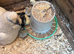 Broody silkie cross hen with chicks