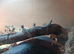 Baby beardies