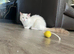 TICA REGISTERED Ragdoll Cats