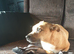 Jack russel x Staff