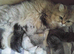 Chinchilla and golden chinchilla persian kittens
