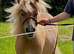 Registered mini gelding