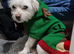 Rehoming lovely dog