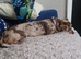 Miniture Chiweenie Dapple