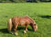 Spsps registered miniature Shetland stud