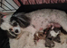 Merle toy poodle pups