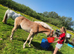 Absolutely adorable registered haflinger