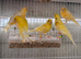 Very good quality yellow dimorphic chichs