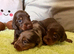 Long haired miniature dachshunds