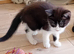 Adorable kittens
