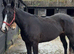 Thoroughbred