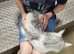 Female maine coon for sale