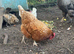 Warren Hen