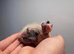 Adorable hand reared cockatiels