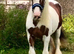 14,3 tank of a mare