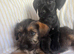 Border terrier x patterdale puppy’s
